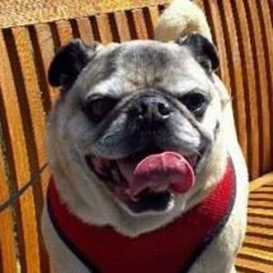 Meet your Posher, Oscar